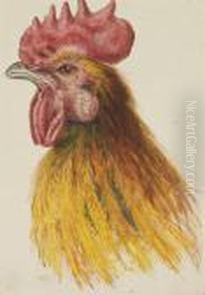 Tete De Coq Oil Painting by Pancrace Bessa