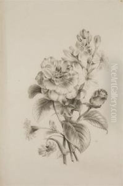 Deux Etudes Representant Des Branches De Rosiers; Et Une Rose Oil Painting by Pancrace Bessa