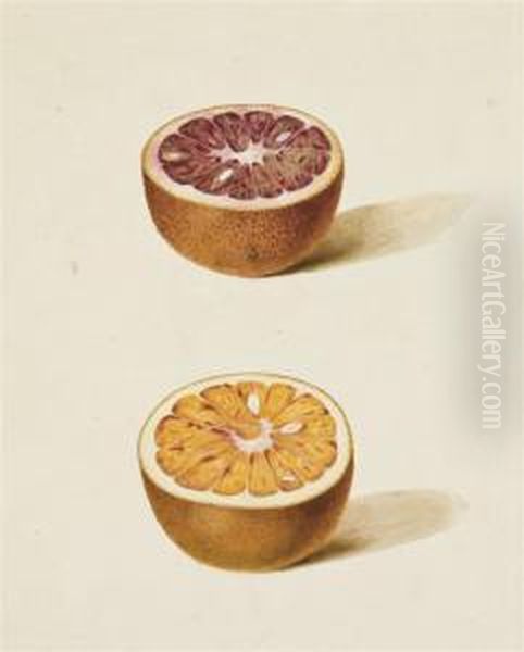 Deux Demi-oranges Sanguines Oil Painting by Pancrace Bessa