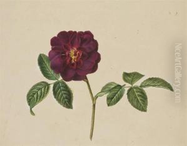 Une Fleur De Camelia Rouge Oil Painting by Pancrace Bessa