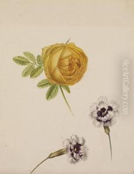 Deux Tulipes Jaunes En Boutons ; Et Une Rose Orange Et Deuxoeillets Violet Et Blanc Oil Painting by Pancrace Bessa