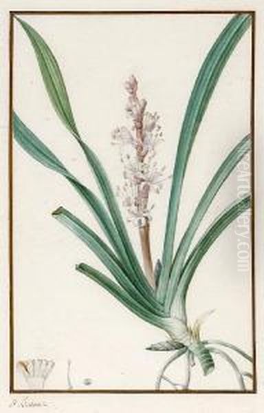 A Botanical Study; And Another Of A Similarsubject Oil Painting by Pancrace Bessa