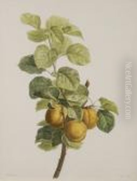 Pears And Leaves On A Bough Oil Painting by Pancrace Bessa