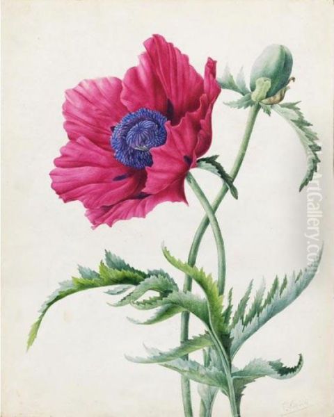 Study Of A Poppy Oil Painting by Pancrace Bessa