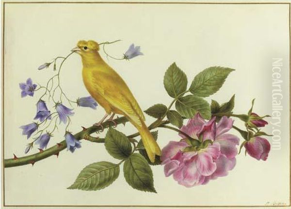 A Canary Perched On A The Branch Of A Pink Rose, Carrying Harebellsin Its Beak Oil Painting by Pancrace Bessa