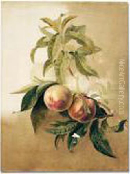 Study Of Peaches On A Branch Oil Painting by Pancrace Bessa