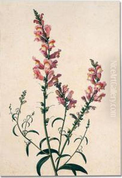 Study Of A Spray Of Snapdragons Oil Painting by Pancrace Bessa