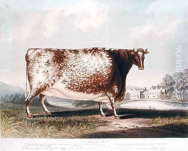 The Airedale Heifer, 1820 Oil Painting by John Bradley