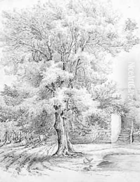 Sketch of an ash tree at Duffryn Oil Painting by Lucy Angeline Bacon