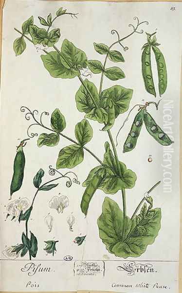 Pea, plate from 'Herbarium Blackwellianum' by the artist, 1757 Oil Painting by Elizabeth Blackwell