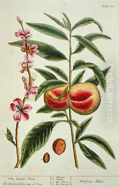 The Peach Tree, plate 101 from 'A Curious Herbal', published 1782 Oil Painting by Elizabeth Blackwell