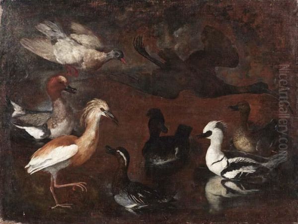 Studio Di Volatili: Uno Smergo, Una Marzaiola, Una Sgarza, Un Ibis Lucido E Anatre Oil Painting by Bartolommeo Bimbi