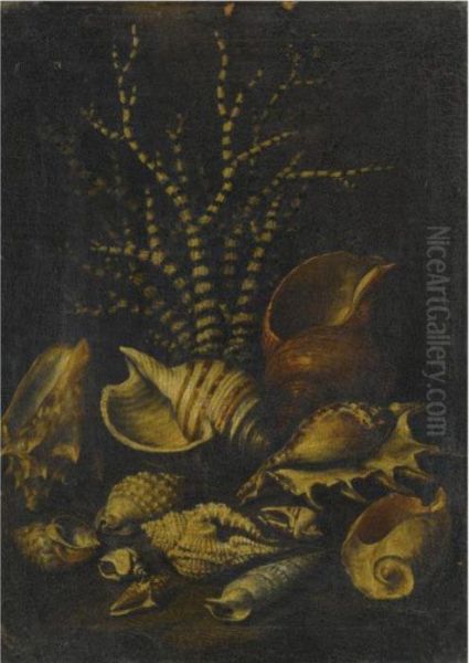 A Still Life With A Lambis 
Lambis, A Cypraea, A Cymatiide, Acenithium, A Galaodea And Other Shells Oil Painting by Bartolommeo Bimbi