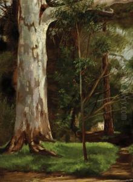 Gum Tree Oil Painting by Dorrit Black