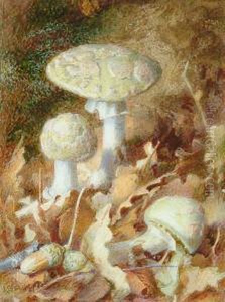 Studies Of Mushrooms Oil Painting by Jabez Bligh