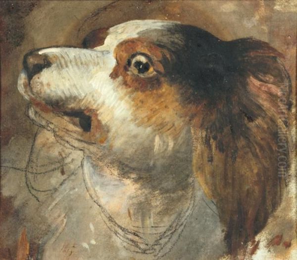 Etude De Chien Oil Painting by Peeter Boel