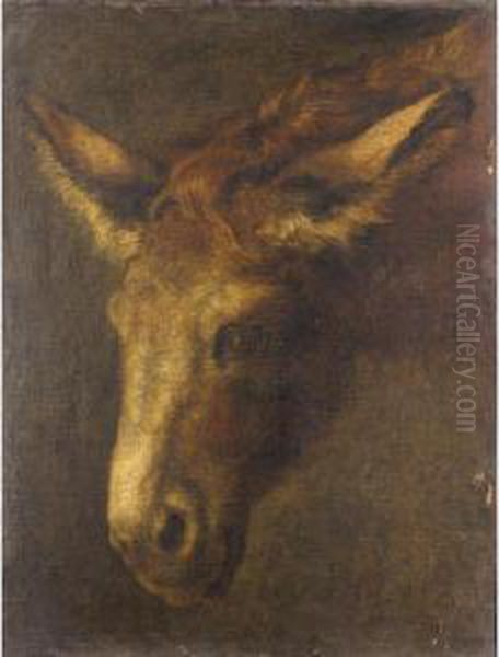 A Study Of The Head Of A Donkey Oil Painting by Peeter Boel