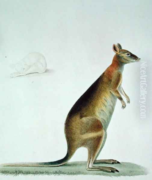 Kangaroo Oil Painting by Pancrace Bessa