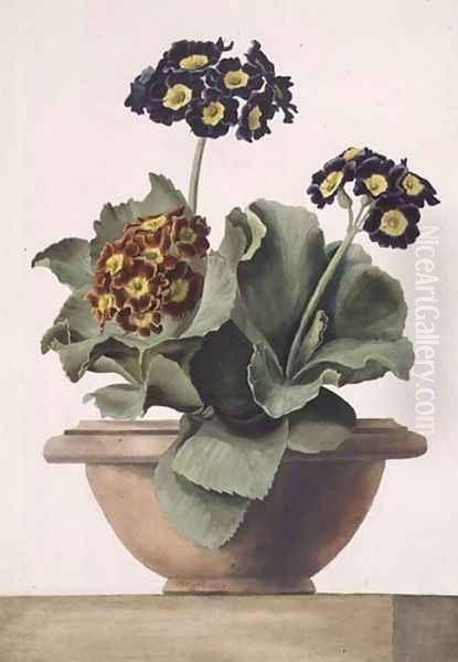 Potted Auricula, 1817 Oil Painting by Pancrace Bessa