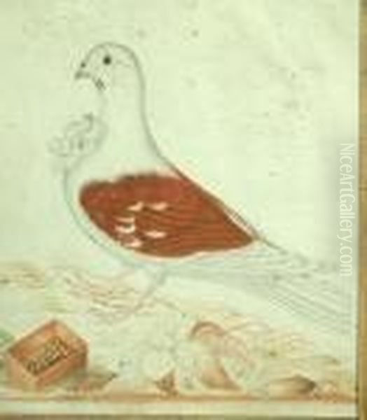 A Study Of A Magpie Pigeon; A Study Of A Red Antwerp Smerle Pigeon Oil Painting by James Bolton