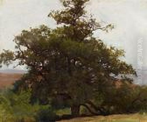 Etude De Chene En Auvergne Oil Painting by Auguste Bonheur