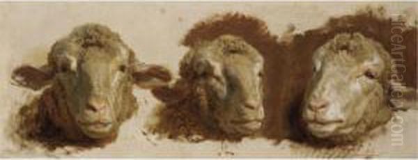 Study Of Three Sheep Heads Oil Painting by Auguste Bonheur