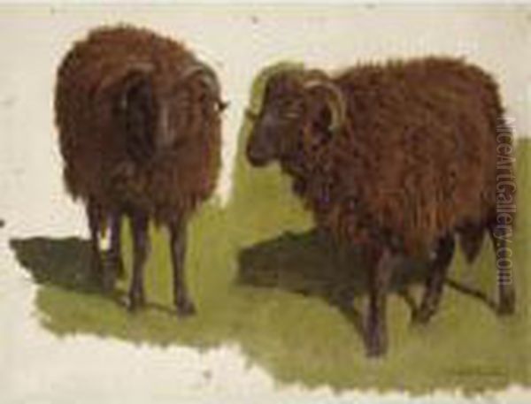 Study Of Black Rams Oil Painting by Auguste Bonheur