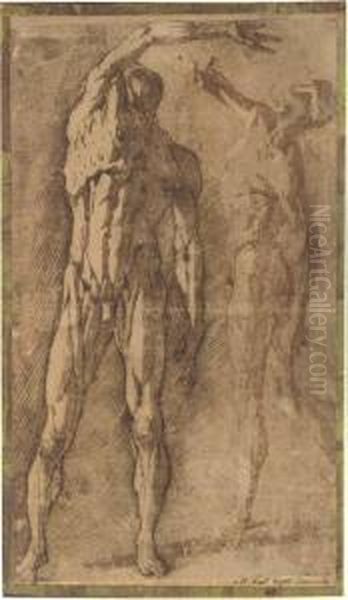 Two Studies Of An Ecorche Figure, After Francavilla Oil Painting by Andrea Boscoli