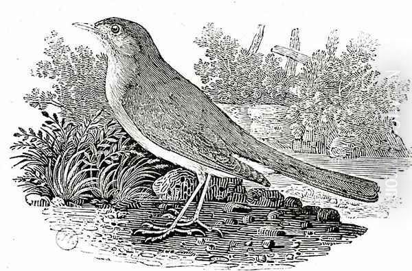 The Nightingale Oil Painting by Thomas Falcon Bewick