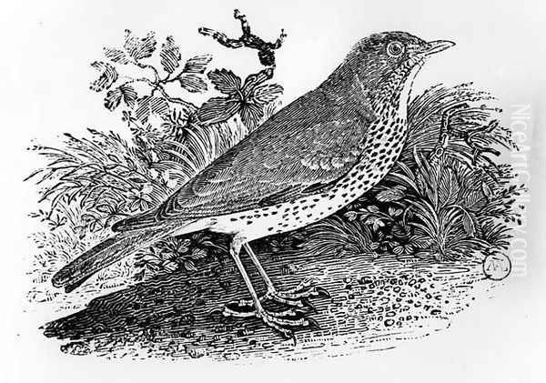 The Throstle Thrush from 'History of British Birds and Quadrupeds' Oil Painting by Thomas Falcon Bewick