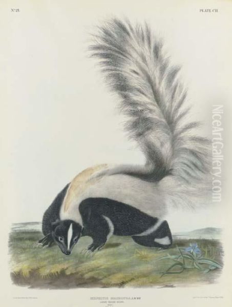 Large Tailed Skunk Oil Painting by John T. Bowen