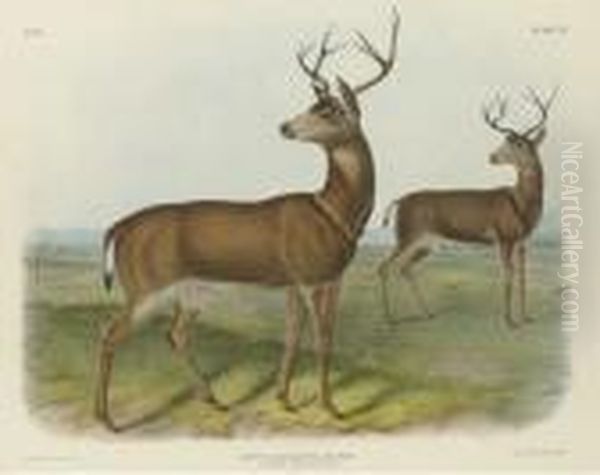 Columbian Black-tailed Deer Oil Painting by John T. Bowen