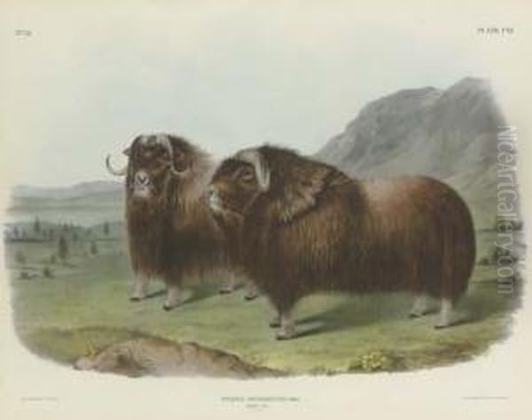 Musk Ox Oil Painting by John T. Bowen