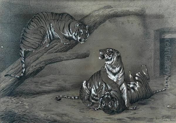 Young Tigers At Play At The Zoo Oil Painting by Basil Bradley