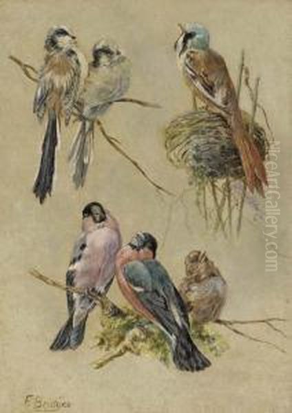 Bird Studies Oil Painting by Fidelia Bridges