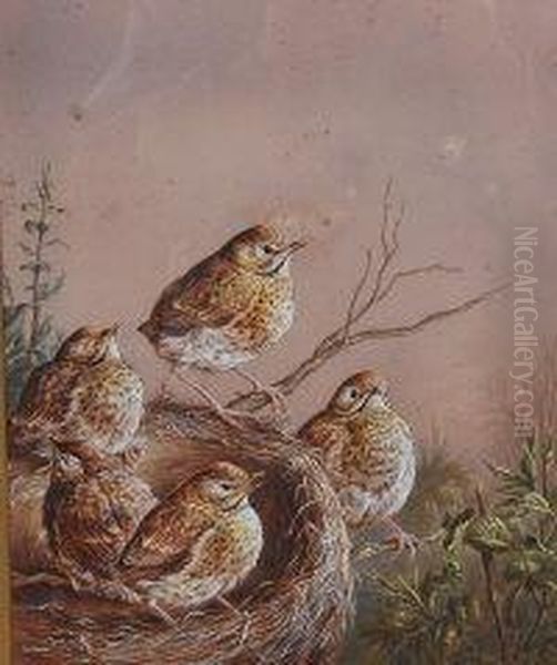 Fledgling Song Thrushes In Their Nest Oil Painting by Harry Bright