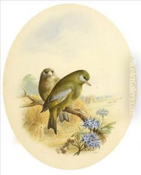 Greenfinches In Aharvest Field; Nightingales At The Nest Oil Painting by Harry Bright