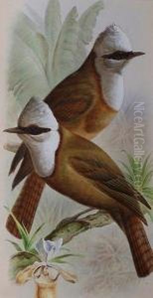 Study Of Two White-crested Laughing Thrushes. Oil Painting by Harry Bright