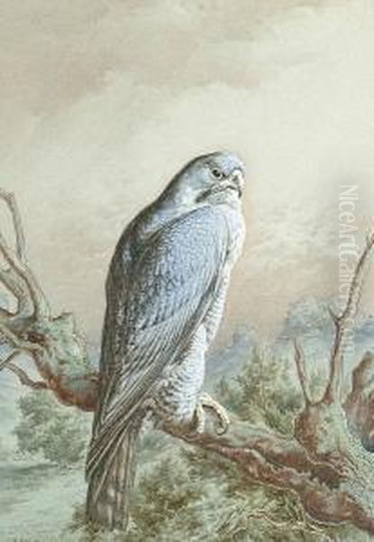 A Peregrine Falcon Oil Painting by Harry Bright