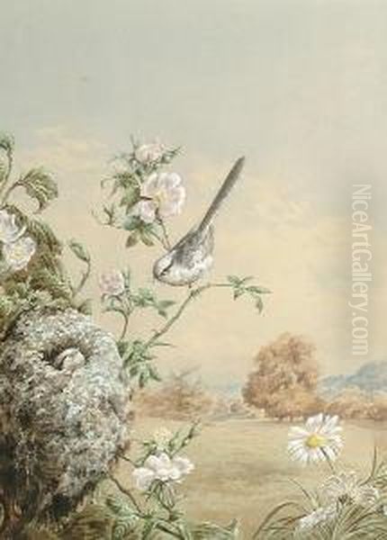 A Long-tailed Tit Taking Food To Her Young Oil Painting by Harry Bright