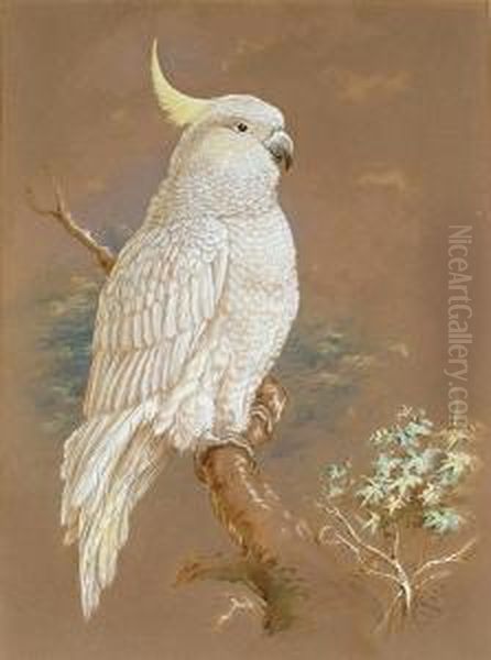 Cockatoo Oil Painting by Harry Bright