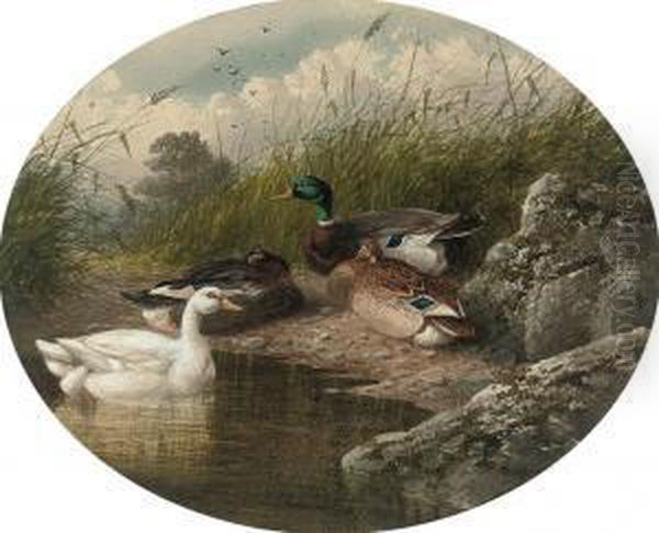 Ducks On A River Bank Oil Painting by Charles Edward Snr Brittan