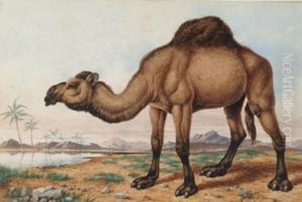 A Camel Oil Painting by Charles Edward Snr Brittan