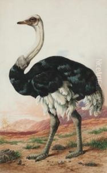 An Ostrich Oil Painting by Charles Edward Snr Brittan