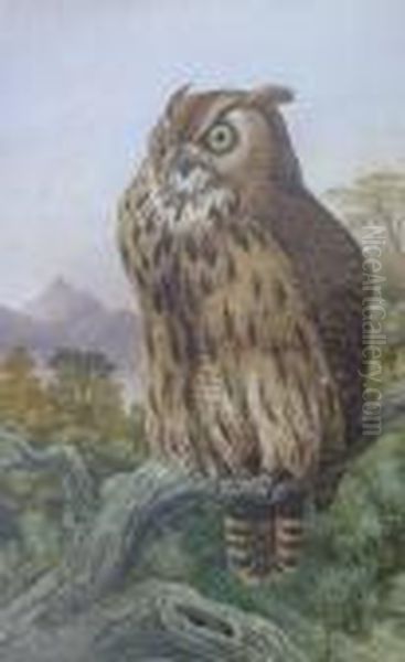 An Owl Oil Painting by Charles Edward Snr Brittan