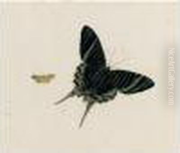 A Butterfly And A Moth Oil Painting by Johannes Bronkhorst