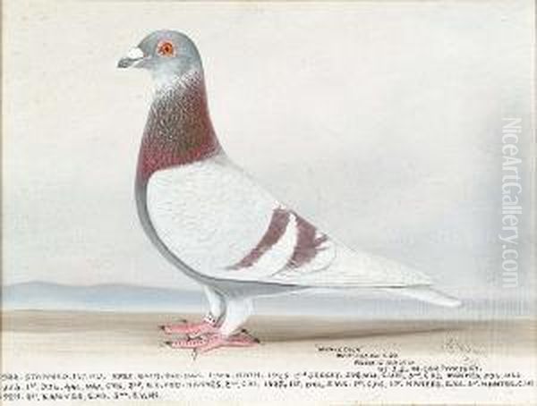 Mealy Cock, Study Of A Racing Pigeon; & A Companion, 'blue Hen' Oil Painting by Tom Browne