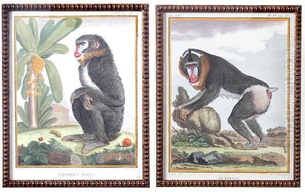 Monkeys, From Histoire Naturelle Oil Painting by George Louis Leclerc Buffon