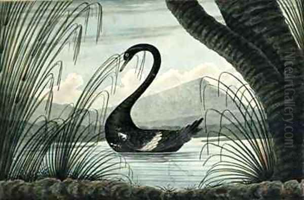 The Black Swan Oil Painting by T.R. Browne