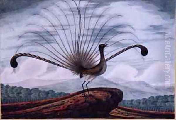 Lyrebird mamura superba Oil Painting by T.R. Browne